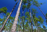 Pine Flatwoods - Florida