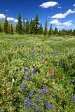 Bighorn National Forest Wildflowers