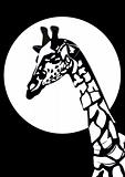 Black and white giraffe