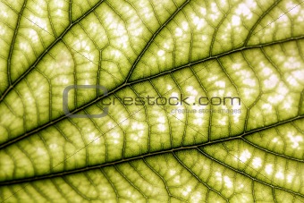 Bauhinia leaf and viens