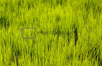 Rice seedlings