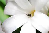 beetle comes from bloom flower
