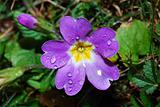 spring flower purple