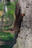 squirrel is climbing down the tree
