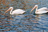 Two pelican birds swimming