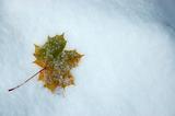 Leaf on snow