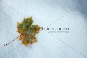 Leaf on snow