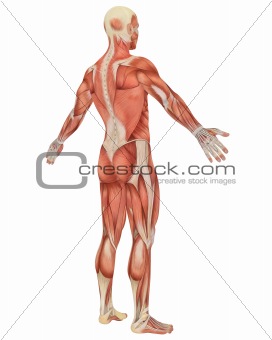 Male Muscular Anatomy Angled Rear View