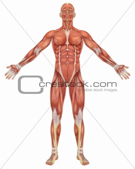 Male Muscular Anatomy Front View