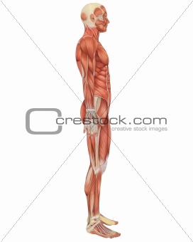 Male Muscular Anatomy Side View