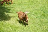 goat eating in Asturias