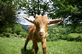 goat staring in Asturias