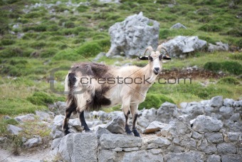 side goat in Asturias