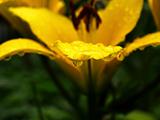 yellow liliy