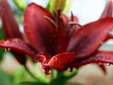 raindrop on red lilly