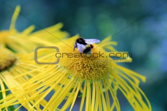 Bee and a flower