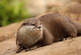 Oriental Short-Clawed Otter