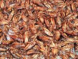 fried crickets at food market in thailand