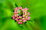 Golden bug and lantana flower buds