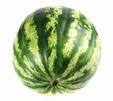 One full single striped green watermelon