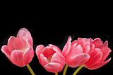 Pink Tulip Blooms