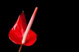 Red Arum Lily