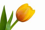 Single Yellow Tulip Bloom