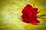 Red Rose on Parchement