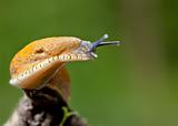 Orange Slug