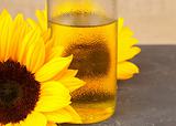 Sunflower and Sunflower Oil