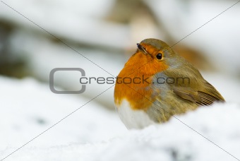 Robin in the Snow