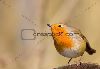 Robin Perched on a Log