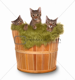 Little kittens in a basket 