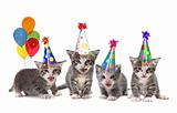 Birthday Song Singing Kittens on White Background