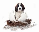 Adorable Young Saint Bernard Puppy on White Background