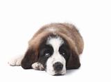 Young Saint Bernard Puppy on White Background