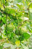 Kaffir Lime fruits on tree