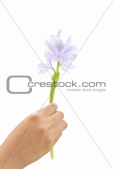 Hand holding Water Hyacinth (Eichhornia crassipes) flower