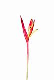 A Bird of Paradise flower isolated on a white background.