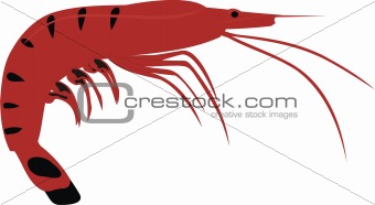 The big shrimp