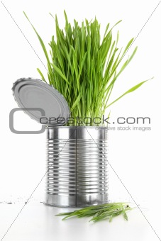 Closeup of wheatgrass in an aluminum can on white