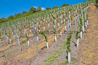 vineyard with young plants