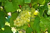 white ripe grapes in a vineyard