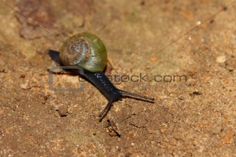 Snail in Alabama