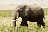 Masai Mara Elephant