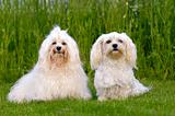 Two Bichon Havanais dogs