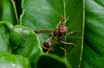 wasp in green nature or in garden