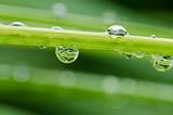 fresh water drops in green nature 