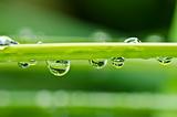 fresh water drops in green nature 