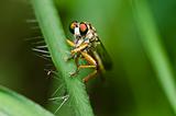 Robberfly in green nature